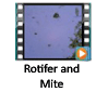 Rotifer And Mite Video